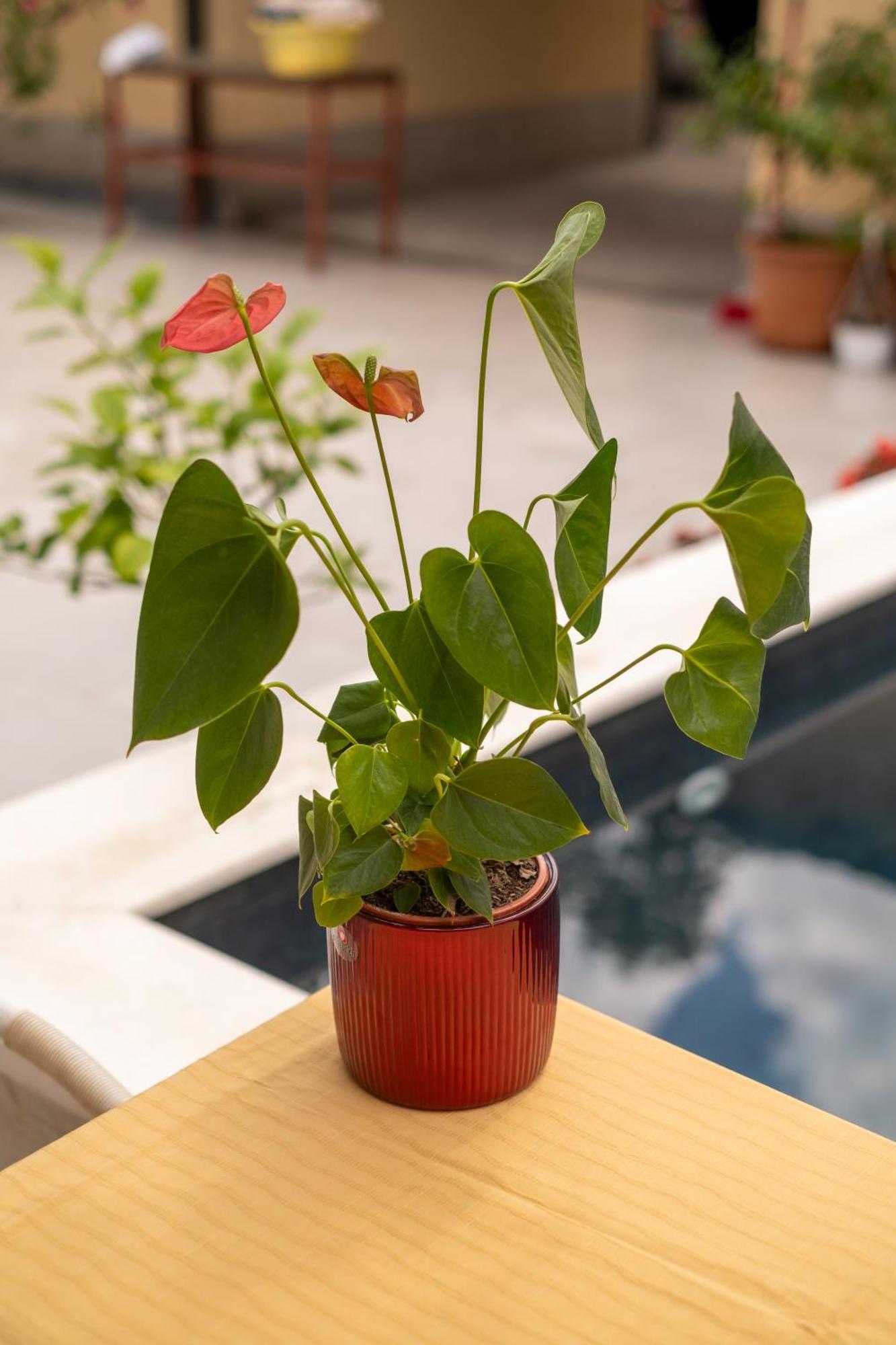 Guesthouse Rose Сараево Экстерьер фото